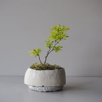 目木　サイズ：Ｗ16cm×Ｈ20cm