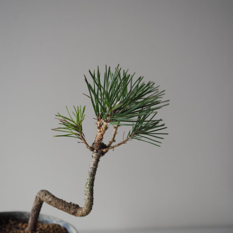 黒松 Espresso Brown Shoulder Purse | MZ Wallace