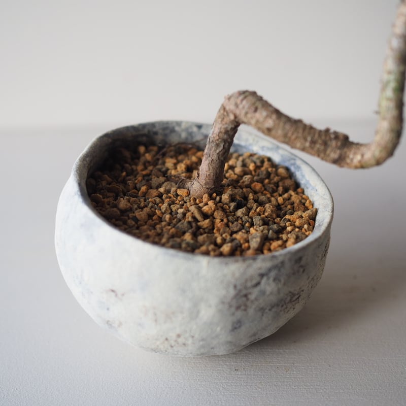 黒松（クロマツ）L サイズ：W19cm×H21cm | 榊麻美植物研究所