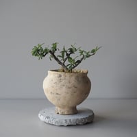 白紫檀(シロシタン)　サイズ：Ｗ14cm×Ｈ16cm