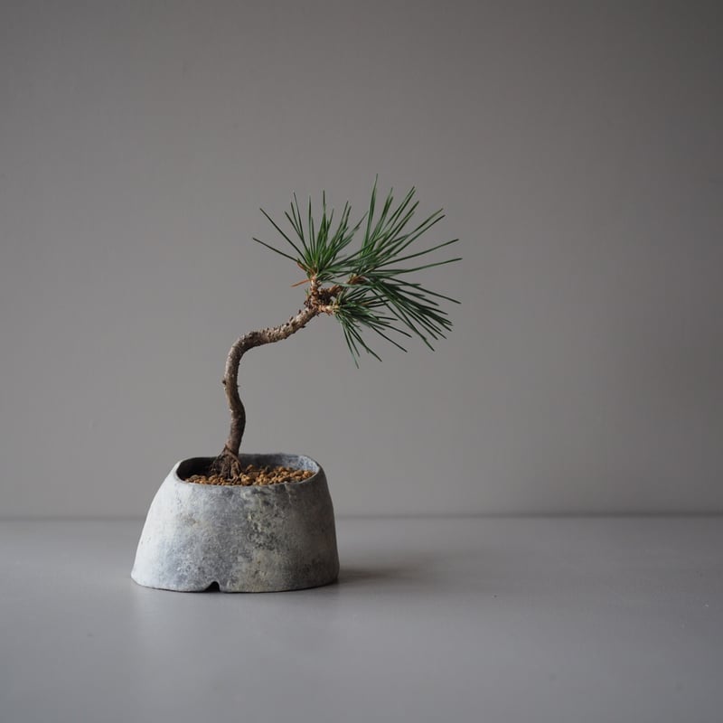 黒松（クロマツ）C サイズ：W18cm×H21cm | 榊麻美植物研究所