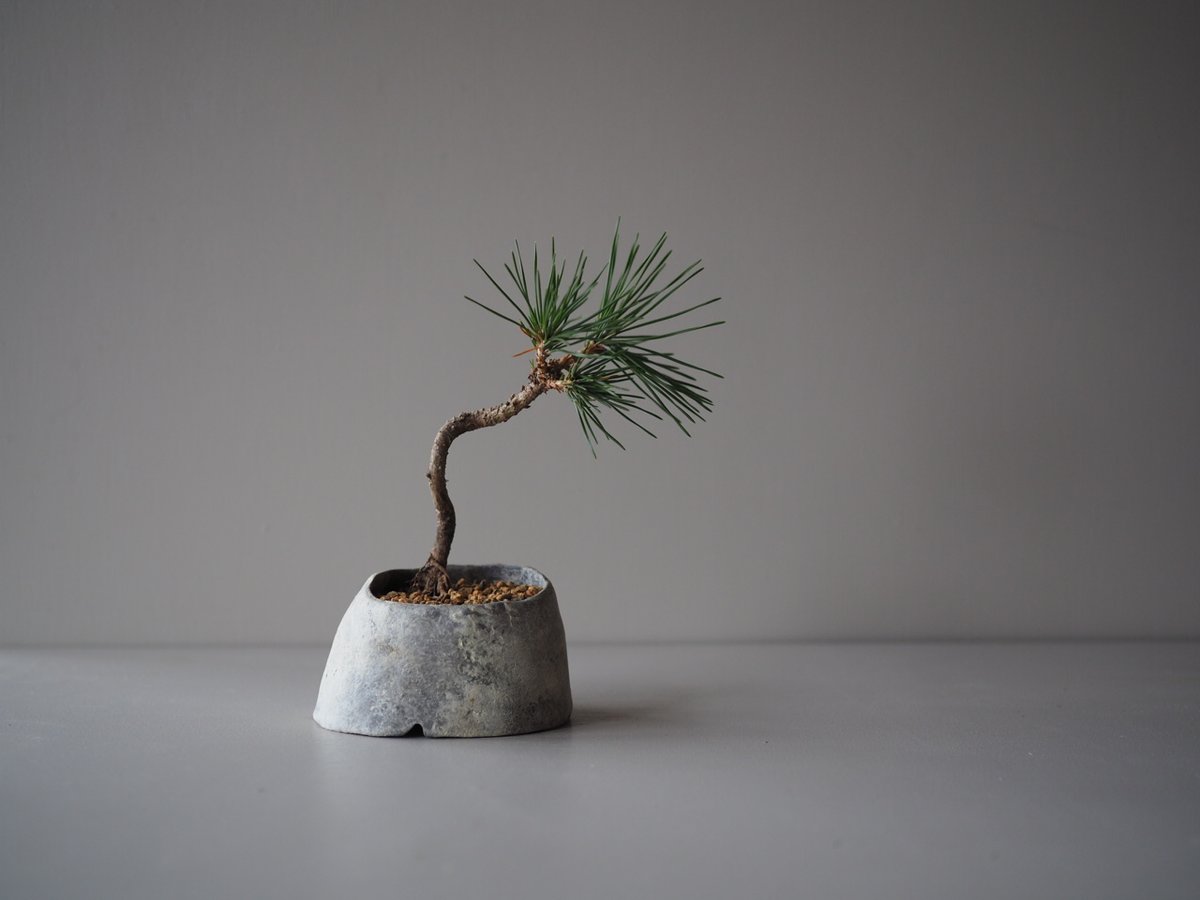 黒松（クロマツ）C サイズ：W18cm×H21cm | 榊麻美植物研究所