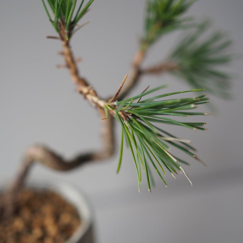 黒松（クロマツ）F サイズ：W15cm×H25cm | 榊麻美植物研究所