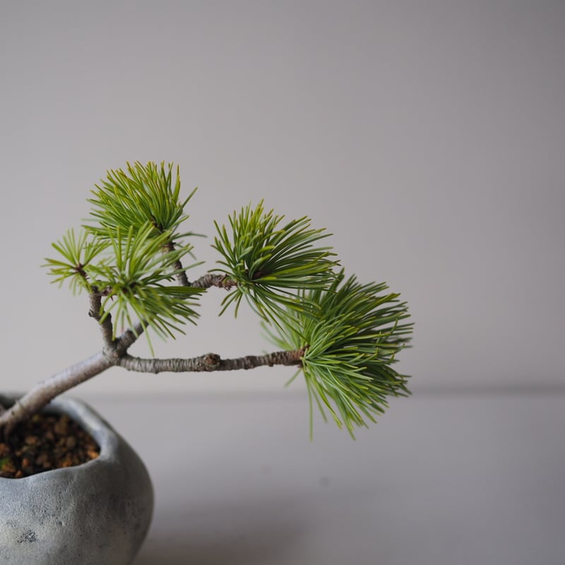 五葉松❷ 2022年に曲がりを付けた五葉松の経過報告【2度目の樹形作り】 ♯695