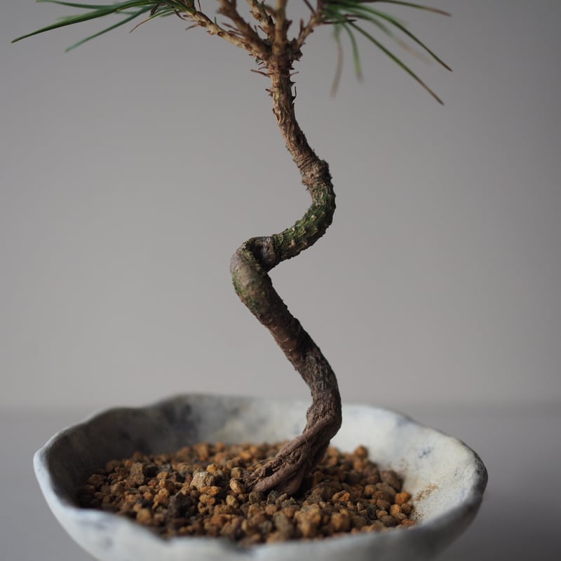 黒松（クロマツ）K サイズ：W12cm×H23cm | 榊麻美植物研究所