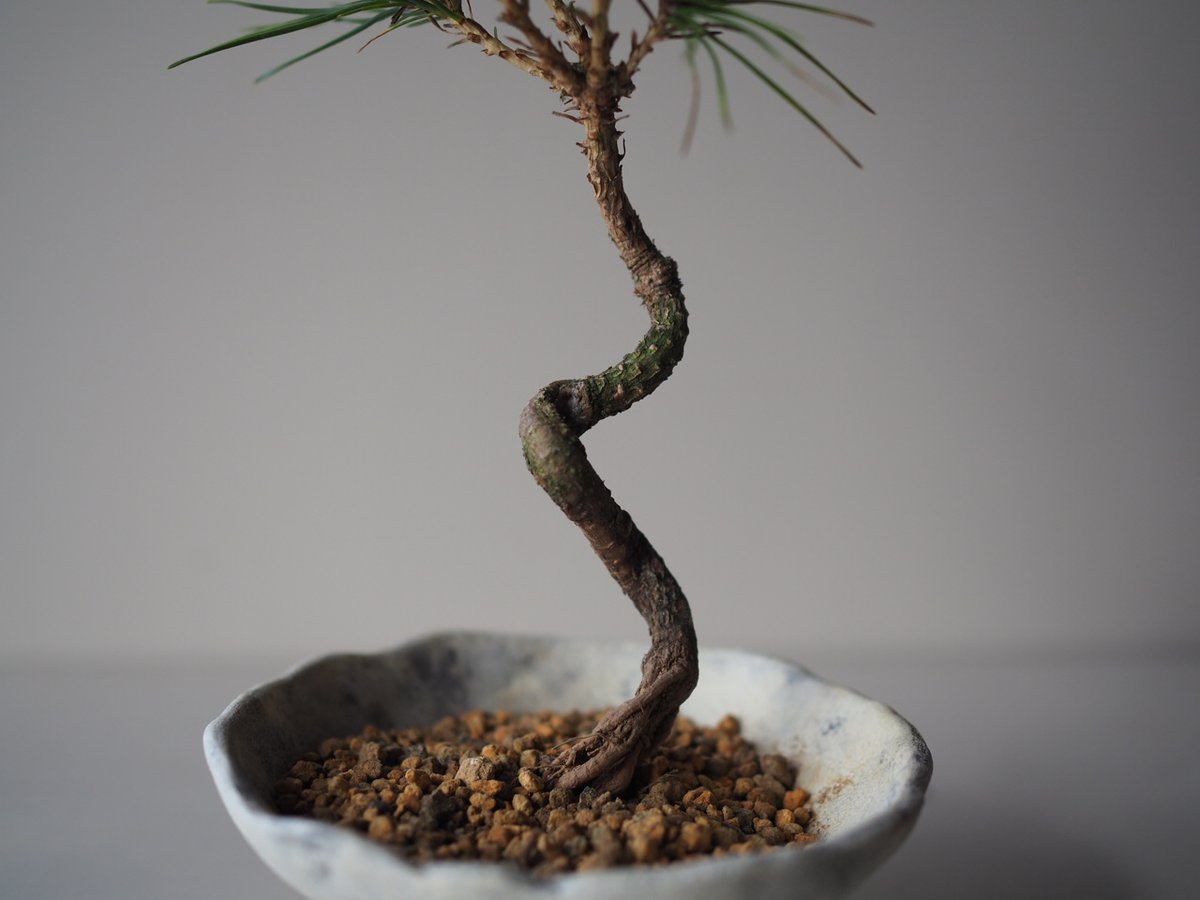 黒松（クロマツ）K サイズ：W12cm×H23cm | 榊麻美植物研究所
