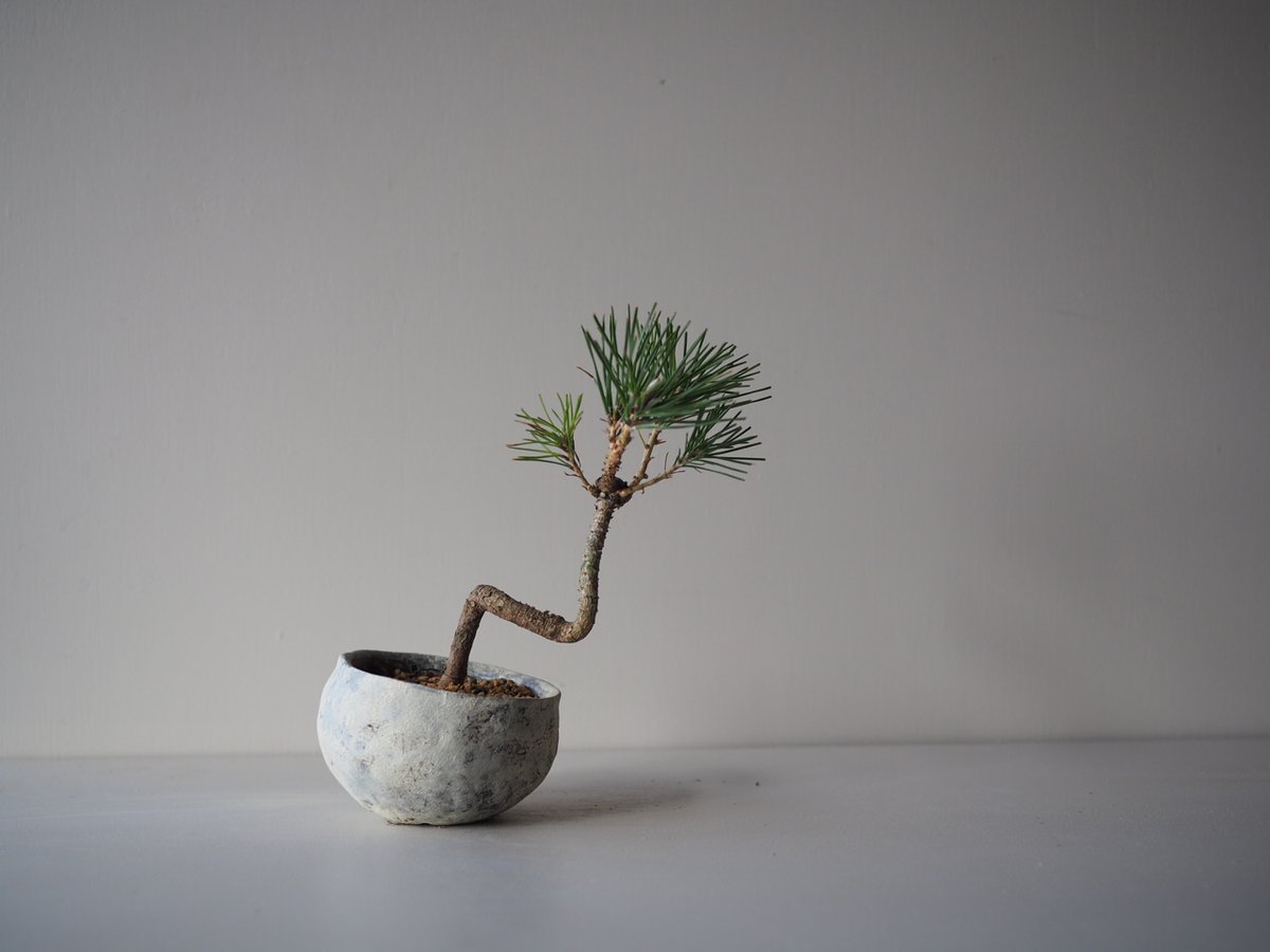 松葉 黒松（クロマツ）L サイズ：W19cm×H21cm | 榊麻美植物研究所