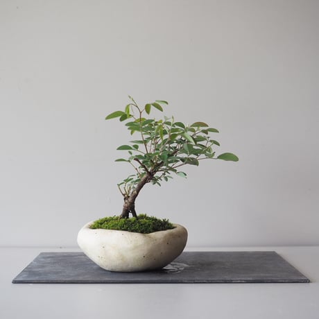 木萩(キハギ)　サイズ：Ｗ15cm×Ｈ16cm