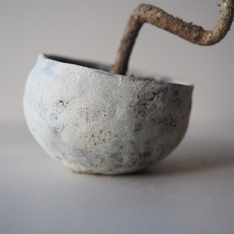 黒松（クロマツ）L サイズ：W19cm×H21cm | 榊麻美植物研究所