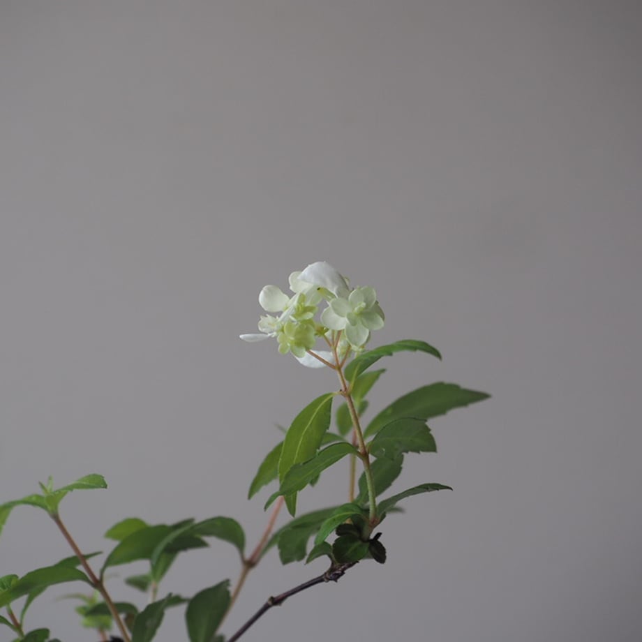 6a17aceaf30db21829ccd81b