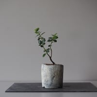 雲竜柘植(ウンリュウツゲ)　サイズ：Ｗ7cm×Ｈ20cm