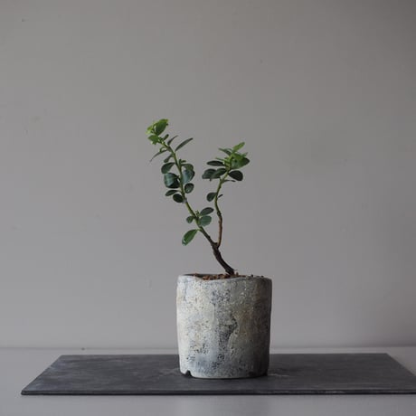 雲竜柘植(ウンリュウツゲ)　サイズ：Ｗ7cm×Ｈ20cm