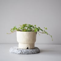 蛇苺　サイズ：Ｗ22cm×Ｈ10cm