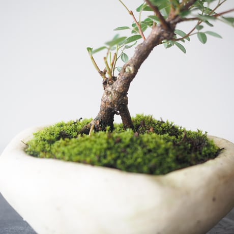 木萩(キハギ)　サイズ：Ｗ15cm×Ｈ16cm