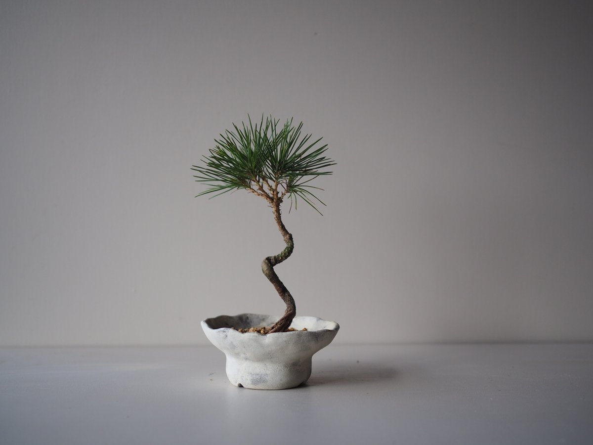 黒松（クロマツ）K サイズ：W12cm×H23cm | 榊麻美植物研究所