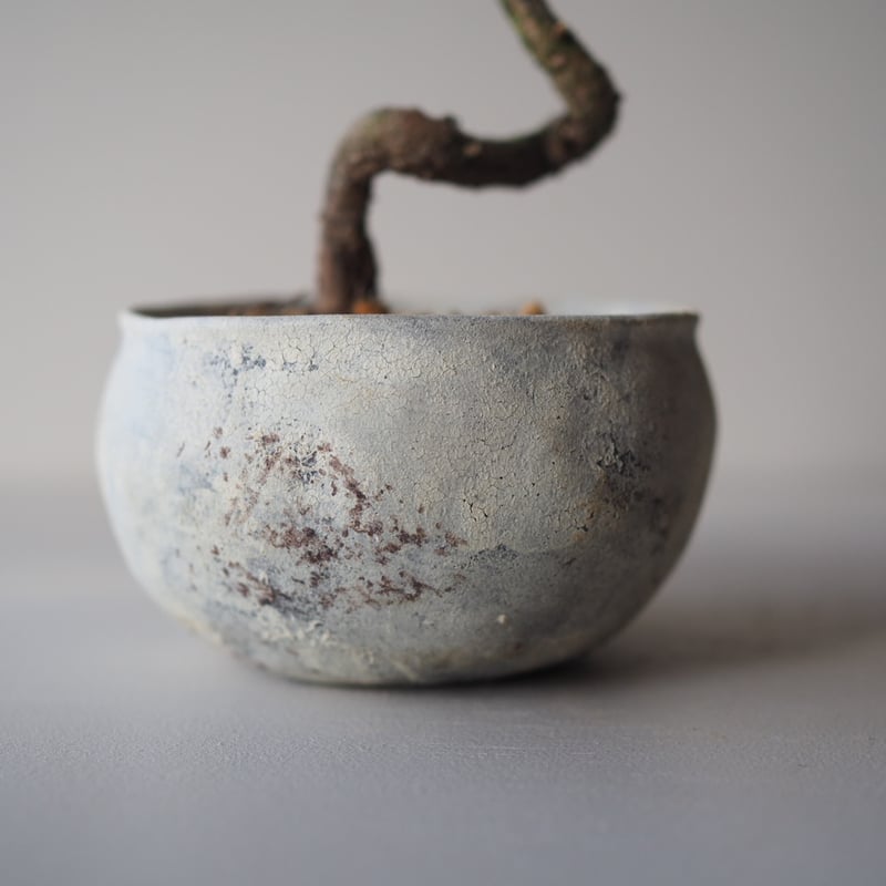 黒松（クロマツ）M サイズ：W20cm×H26cm | 榊麻美植物研究所