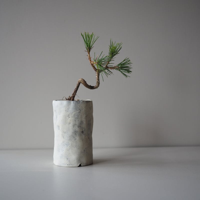 黒松（クロマツ）F サイズ：W15cm×H25cm | 榊麻美植物研究所