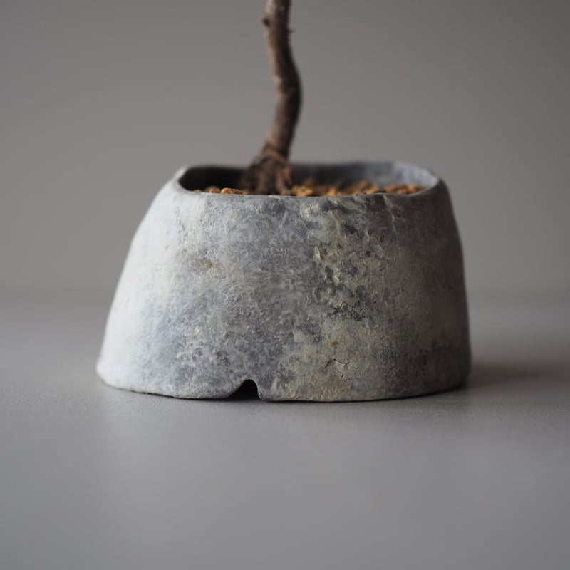 黒松（クロマツ）C サイズ：W18cm×H21cm | 榊麻美植物研究所