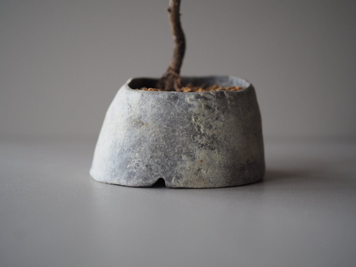 黒松（クロマツ）C サイズ：W18cm×H21cm | 榊麻美植物研究所