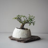 屋久島姫薔薇　サイズ：Ｗ13cm×Ｈ14cm