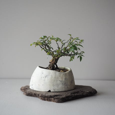 屋久島姫薔薇　サイズ：Ｗ13cm×Ｈ14cm