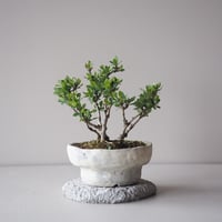 目木　サイズ：Ｗ15cm×Ｈ18cm