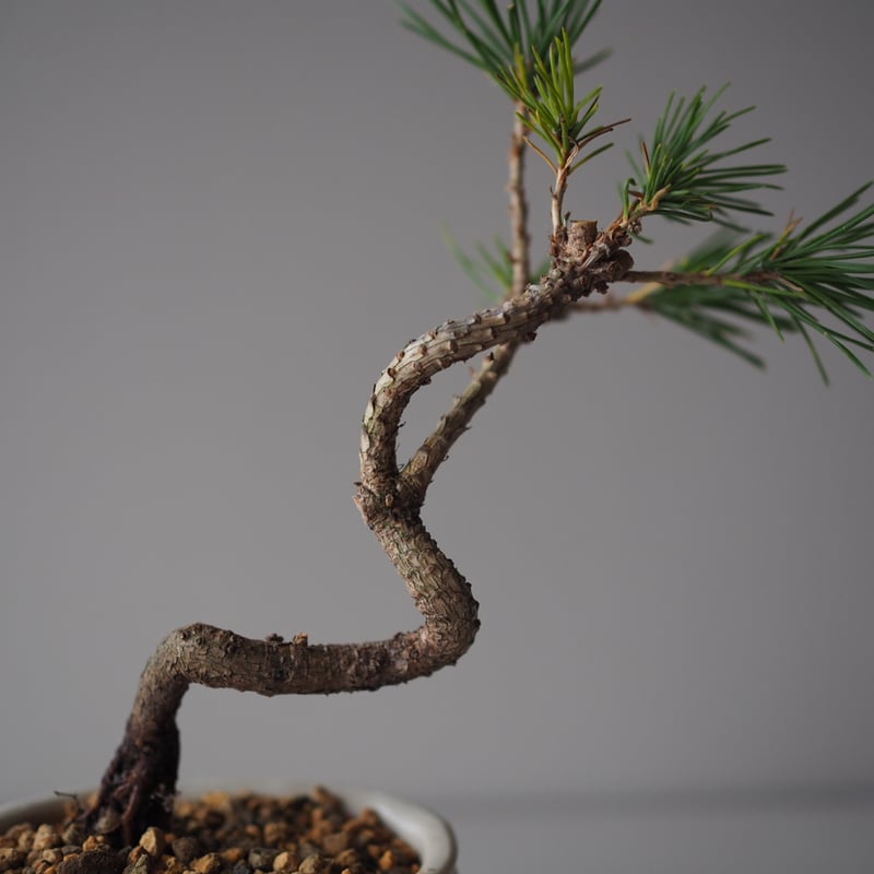 黒松（クロマツ）E サイズ：W18cm×H22cm | 榊麻美植物研究所