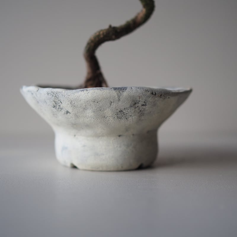 黒松（クロマツ）J サイズ：W19cm×H24cm | 榊麻美植物研究所