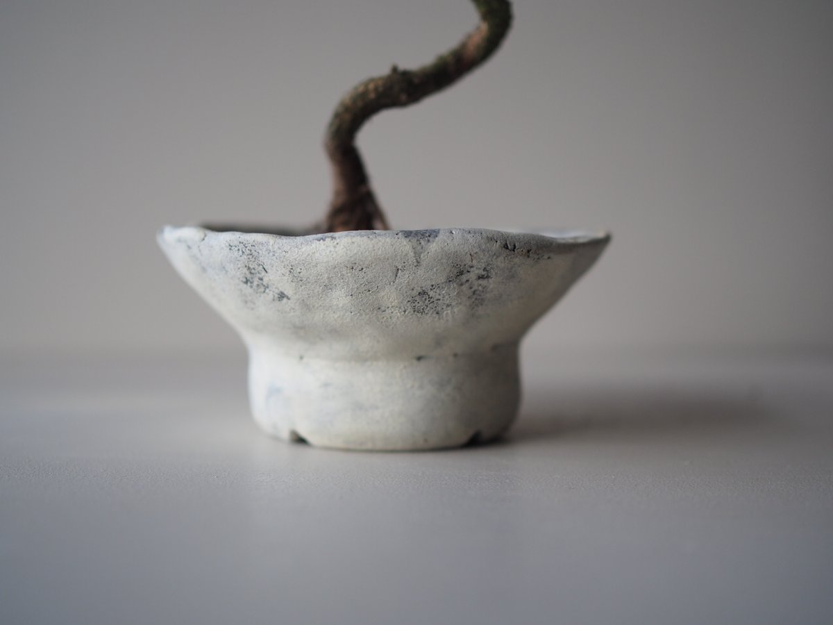 黒松 2025年 植木 黒松(クロマツ)の中樹 No9 F-1 : PLANT・BONSAI・Produce