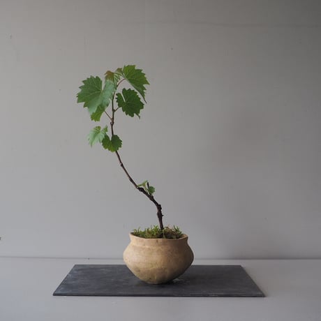 山葡萄(ヤマブドウ)　サイズ：Ｗ18cm×Ｈ30cm