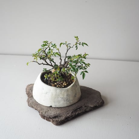 屋久島姫薔薇　サイズ：Ｗ13cm×Ｈ14cm