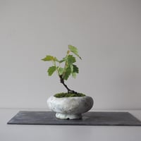 山葡萄(ヤマブドウ)　サイズ：Ｗ10cm×Ｈ15cm