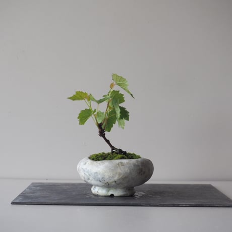 山葡萄(ヤマブドウ)　サイズ：Ｗ10cm×Ｈ15cm