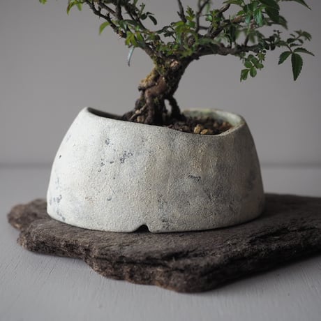 屋久島姫薔薇　サイズ：Ｗ13cm×Ｈ14cm