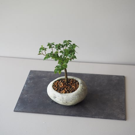 チャボ欅　サイズ：Ｗ11cm×Ｈ16cm