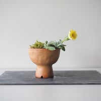 千島たんぽぽ(チシマタンポポ)　サイズ：Ｗ14cm×Ｈ12cm　※開花中のため早めの受け取り推奨