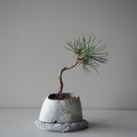 黒松　サイズ：Ｗ16cm×Ｈ22cm