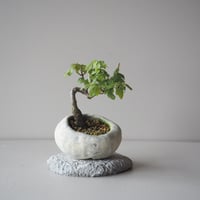 宮様楓　サイズ：Ｗ11cm×Ｈ16cm