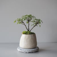 木萩(キハギ)　サイズ：Ｗ16cm×Ｈ19cm