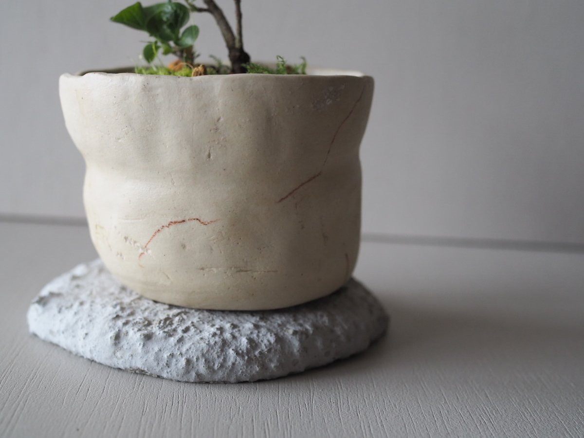 セメントの受け皿 直径12cm程度 | 榊麻美植物研究所