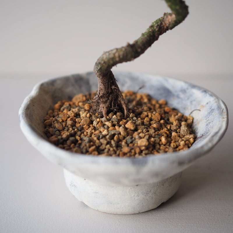 黒松（クロマツ）J サイズ：W19cm×H24cm | 榊麻美植物研究所