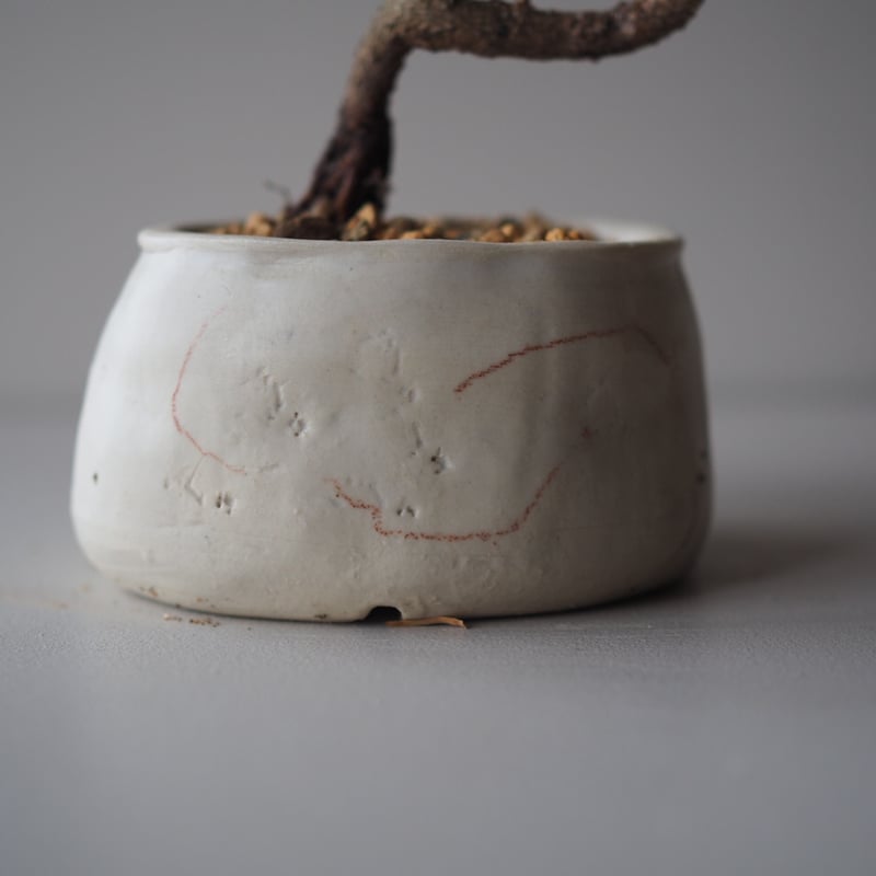 黒松（クロマツ）E サイズ：W18cm×H22cm | 榊麻美植物研究所