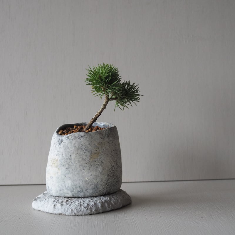 盆栽こけ石付き❗ 石木花｜こけ山【受け皿セット】 - 石木花(セキボッカ) | キナリノモール