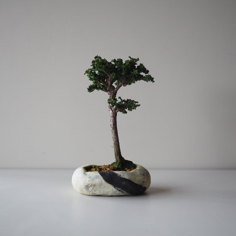 貝化石のスフィア　4.5kgーt422 貝化石カード