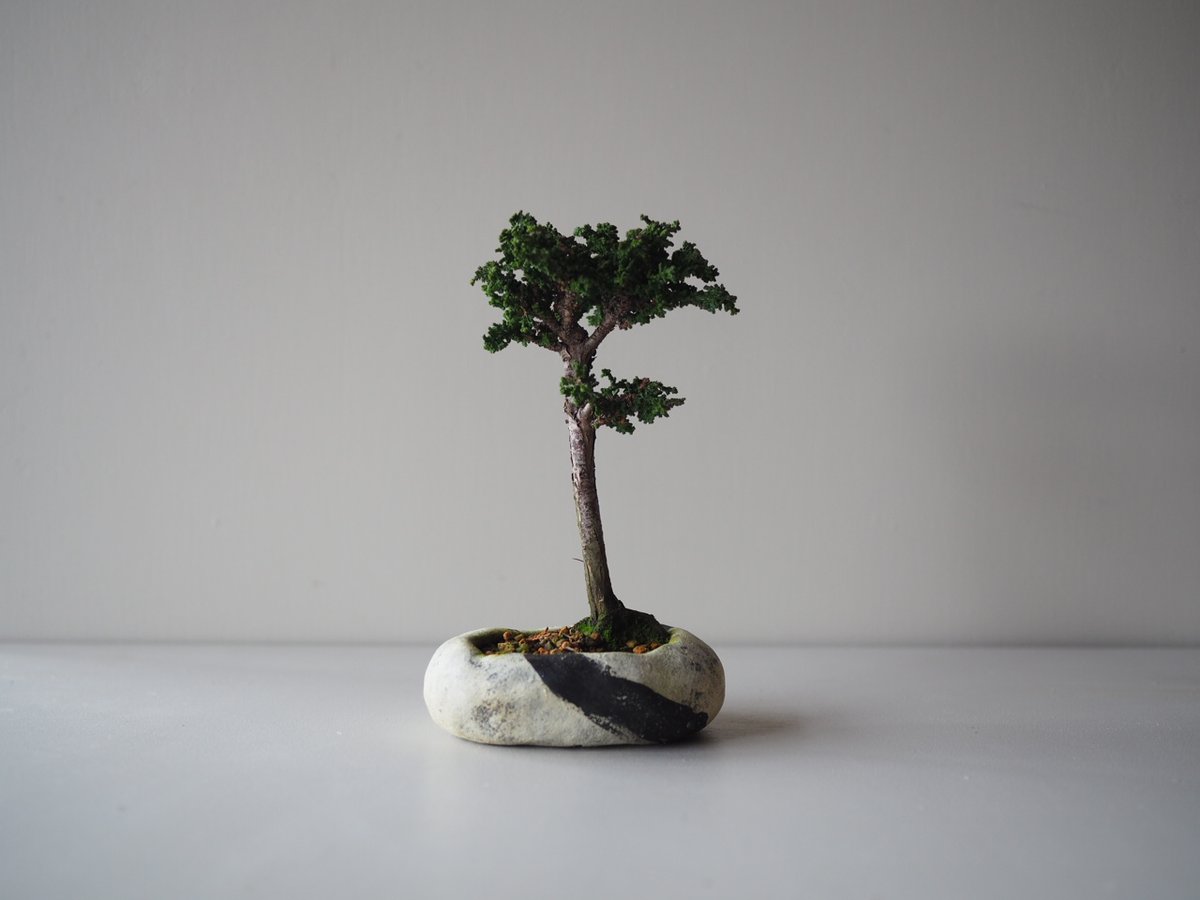 梵*丸様 石化檜 石化檜（セッカヒノキ）B サイズ：W12cm×H20cm | 榊麻美植物研究所