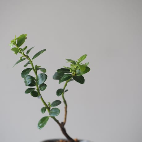 雲竜柘植(ウンリュウツゲ)　サイズ：Ｗ7cm×Ｈ20cm