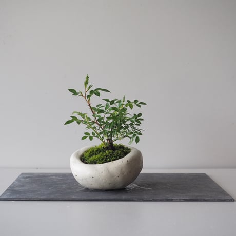雅薔薇(みやびバラ)　　サイズ：Ｗ10cm×Ｈ15cm