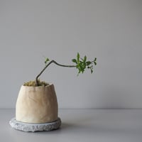 真弓(まゆみ)　サイズ：Ｗ20cm×Ｈ15cm