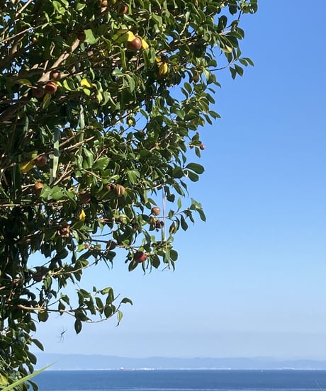 Awaji Tsubaki Oil  新・あわじ椿オイル　30ml