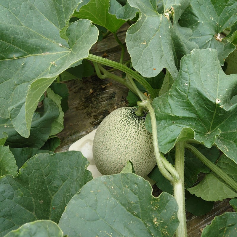 6月下旬〜発送【数量限定！食べやすい小さめサイズ♪】富良野メロン7玉